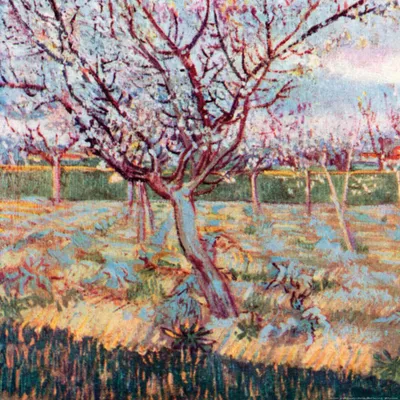 Obrázek produktu pro Vincent Van Gogh Art Print Obraz - Kvetoucí stromy, 1888 (70 x 70 cm)
