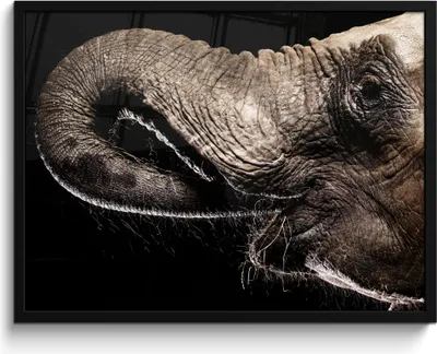 Produktbild von MuchoWow® MuchoWow® Gerahmtes Poster Elefant - Tiere - Schwarz - Natur 80x60 cm - Poster mit zchwarzem Bilderrahmen - Schwarzem - Mit Gestell