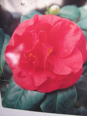 Produktbild von Camellia japonica Lady Campbell - Japanische Hochstamm-Kamelie 80