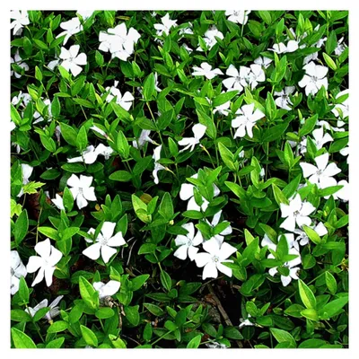 Produktbild von 1 X Vinca Minor 'Alba' Kleine Immergrüne Strauchgartenpflanze Im Topf