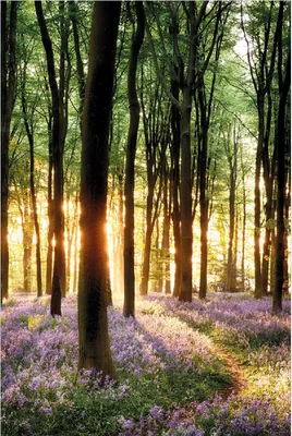 Produktbild von Wallario selbstklebendes Poster - Blaue Hasenglöckchen im Wald mit Sonnenstrahlen, Größe: 100 x 150 cm