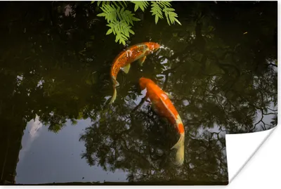 Produktbild von MuchoWow® Poster Zwei Koi-Karpfen um einen Teich 30x20 cm - Plakate - Print