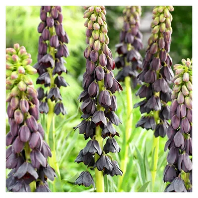 Produktbild von Kaiserkronen Knollen - Fritillaria Persica Purple Blumenzwiebeln - 5 Zwiebeln - Echte Pflanzen aus Holland - für Garten und Topf
