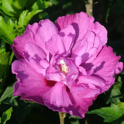 Produktbild von Garteneibisch - Hibiscus 'Purple Ruffles' | 40-60 cm in Container