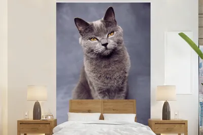 Produktbild von MuchoWow® Fototapete für Wohnzimmer oder Schlafzimmer Wandtapete Vinyl Motivtapete Britisch Kurzhaar sitzt und schaut in die Kamera - 195x300 cm - Das Hintergrundbild