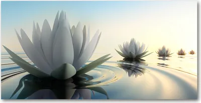 Produktbild von Tulup® Glas-Bild - 100x50 -Wandkunst - Wandbild hinter gehärtetem Sicherheitsglas  - Blumen & Pflanzen - Lotusblume - Weiß