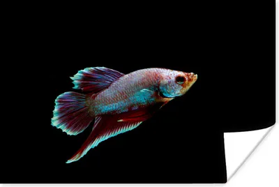 Produktbild von MuchoWow® Poster Fische - Tiere - Licht 30x20 cm - Plakate - Print
