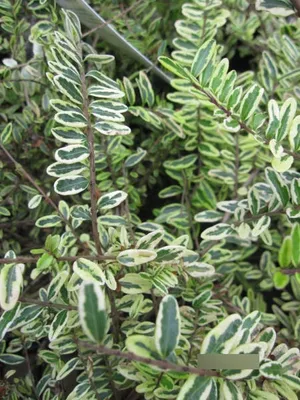 Produktbild von Lonicera nitida Lemon Beauty - Heckenmyrthe Lemon Beauty