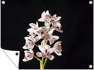 Produktbild von MuchoWow® 40x30 cm Outdoor-Poster Gartendeko Sichtschutz Garten Poster für den Garten  Eine weiße Orchidee vor schwarzem Hintergrund