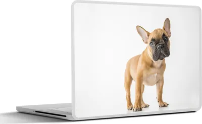 Produktbild von MuchoWow® Laptop Aufkleber Sticker Cover Französische Bulldogge - Braun - Weiß 30x22 cm - Laptop-Sticker