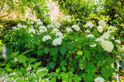 Produktbild von Hydrangea arborescens 'Grandiflora', Schneeballhortensie, weiß, 40–60 cm