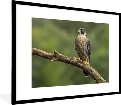 Produktbild von MuchoWow® Gerahmtes Poster Wanderfalke - Äste - Vogel 80x60 cm - Poster mit Schwarzem Bilderrahmen Wandposter Rahmen Foto Bilder - Schlafzimmer-Dekorationen - Fotoposter