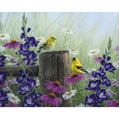 Obrázek produktu pro Malování podle čísel - ZLATOHLAVÍ PTÁCI na rámu 40 x 50 cm