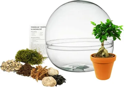 Obrázek produktu pro Gardners Skleněné terárium boule OSÁZEJ SI SÁM Ficus Microcarpa Ginseng, L
