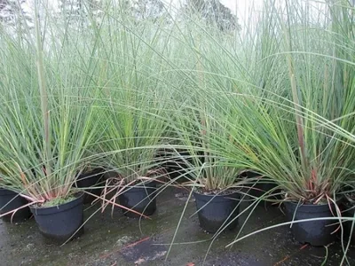 Produktbild von Kleines Pampasgras Pumila - Cortaderia selloana Pumila
