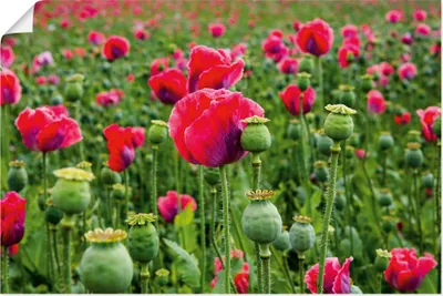 Produktbild von ARTland Poster Mohnblumen Nahaufnahme Größe: 60x40 cm