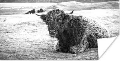 Produktbild von MuchoWow® Poster Schottischer Highlander - Berg - Tiere 40x20 cm - Poster für die Wand - Poster Schlafzimmer