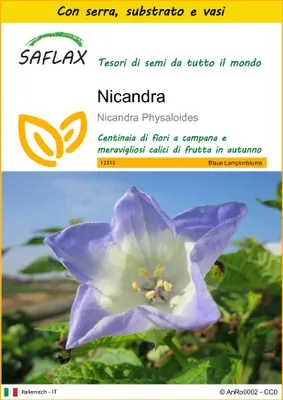 Immagine prodotto di SAFLAX Insieme di coltivazione - Nicandra - 100 semi - Nicandra