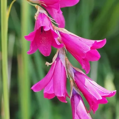 Productafbeelding van 6 x Dierama pulcherrimum | Pot van 9x9 cm