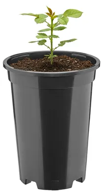 Produktbild von Garronda Runder Kunststoff-Pflanztopf mit Drainagelöchern für den Garten, Schwarz, Ø 14 x 18 cm (1,7 l) GD-KW-RR