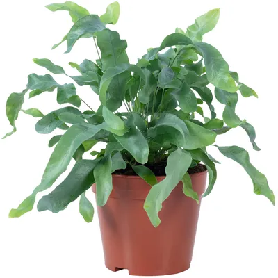 Produktbild von Goldtüpfelfarn - pflegeleichte Zimmerpflanze, Phlebodium aureum 'Blue Star' - Höhe ca. 40 cm, Topf-Ø 14 cm