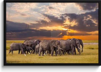 Produktbild von MuchoWow® MuchoWow® Gerahmtes Poster Elefant - Tiere - Gras - Sonnenuntergang - Natur 90x60 cm - Poster mit zchwarzem Bilderrahmen - Fotorahmen - Foto-Plakat