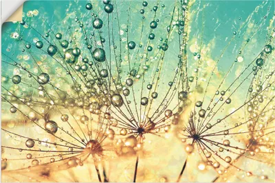 Produktbild von ARTland Wandbild, selbstklebend Pusteblume Tropfenmagie Größe: 60x40 cm