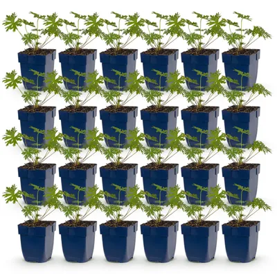 Zdjęcie produktu dla Geranium Tricolour – żurawka – roślina okrywowa – fioletowa – różowa – biała – 24 rośliny - 15-25cm - Ø11cm - Roślina ogrodowa