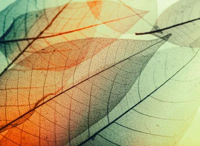 Produktbild von Herbst Fototapete in Grün Gold | Moderne Blätter Tapete für Diele und Esszimmer | Florale Fototapete mit Herbstlaub Moti