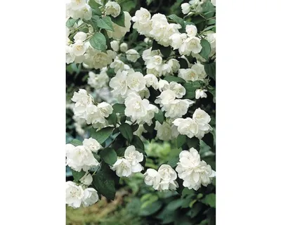 Produktbild von Tuberóza, nepravý jazmín FloraSelf Philadelphus „Minnesota Snowflake“ 80-100 cm kvetináč 4,5 l