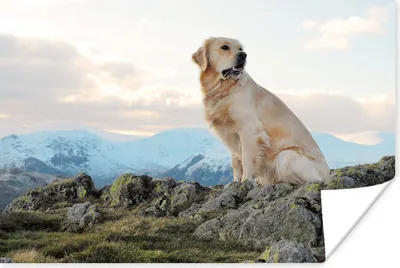 Produktbild von MuchoWow® Poster Ein Golden Retriever sitzt auf den Felsen 30x20 cm - Plakate - Print