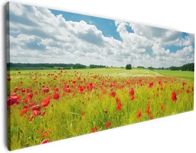 Produktbild von Wallario Premium Leinwandbild Grüne Wiese mit Mohnblumen in Größe 60 x 150 cm