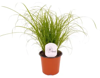 Produktbild von Katzengras 25-30 cm Cyperus Zumula  zur Verdauungsunterstützung von Katzen