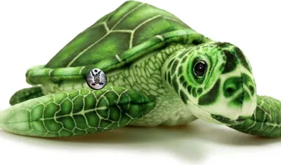A plush toy turtle on a white background.