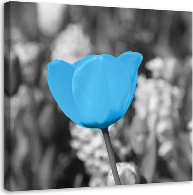 Image de Toile tulipes en fleurs bleu 50x50 cm Feeby bleu tableau mural prêt à accrocher