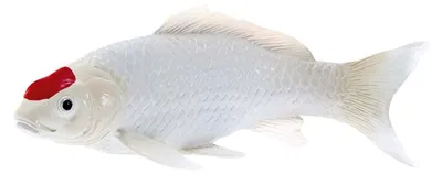 Zdjęcie produktu dla Mojo Sealife Koi Karper - Tancho Koi - 381101