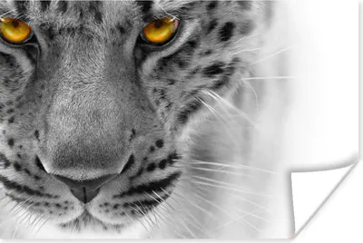 Produktbild von MuchoWow® Poster Leopard - Augen - Gelb 30x20 cm - Plakate - Print