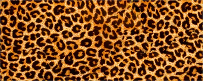 Produktbild von Wallario Poster - Leopardenmuster  in orange schwarz, Kunstdruck Größe: 50 x 125 cm