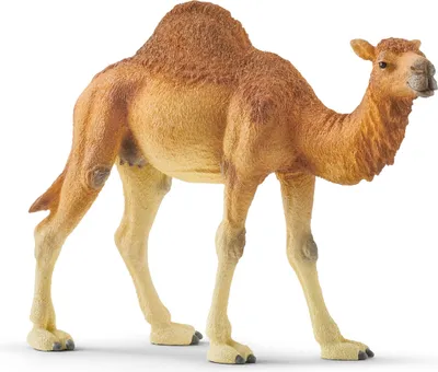 Produktbild von Schleich 14832 Dromedár