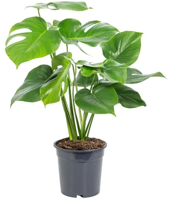 Produktbild von Fensterblatt - pflegeleichte Zimmerpflanze, Monstera Deliciosa - Höhe ca. 75 cm, Topf-Ø 19 cm