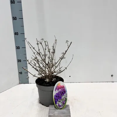Obrázok produktu pre Buddleja davidii 'Nanho Blue' – letný kvet | 30–40 cm v črepníku