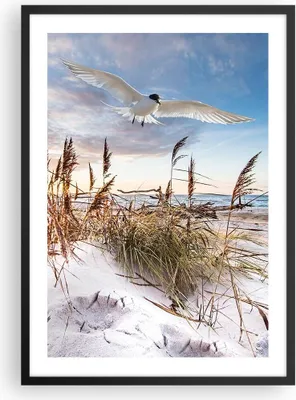 Produktbild von Gerahmtes Poster - Schwarzer Rahmen - Möwe Meer Küste - 50x70 cm - Wand Bild - Wanddeko - Wandbilder - Kunstposter - Wandposter - Bilderrahmen - Bilder - Kunstdruck - Wanddekoration - P2BPA50x70-4902