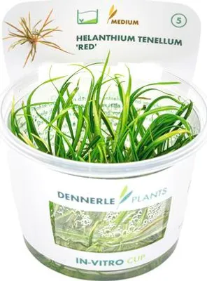 Produktbild von Zwerg-Schwertpflanze - Helanthium tenellum `Red` In-Vitro