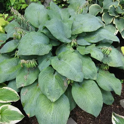 Immagine prodotto di 6 x Funkie da giardino  - Hosta 'Blue Umbrellas'  | Vaso 9 cm x 9 cm