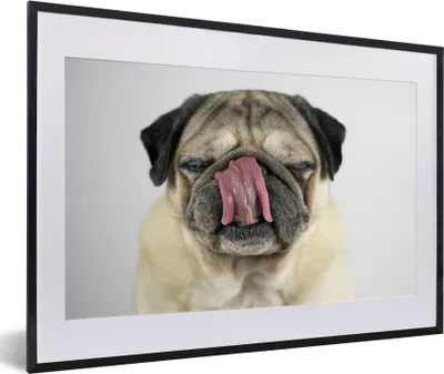 Produktbild von MuchoWow® MuchoWow® Gerahmtes Poster Mops - Zunge - Porträt 60x40 cm - Poster mit zchwarzem Bilderrahmen - Schlafzimmer - Plakat in Rahmen - Drucken