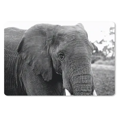 Produktbild von MuchoWow® Schreibtischunterlage Elefant - Tiere - Schwarz - Weiß - Natur 60x40 cm - XXL Mauspad - Großes Mauspad
