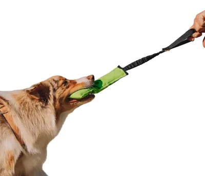 Immagine prodotto di Dingo: salsiccia giocattolo per cani, ideale per l'agility, l'addestramento, il riporto e gli sport acquatici