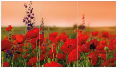 Produktbild von Wallario Herdabdeckplatte aus Glas, Größe 90 x 52 cm 3-teilig, Motiv Mohnblumen auf dem Feld