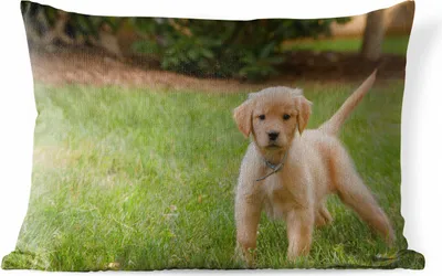Produktbild von MuchoWow® Outdoor Kissen - Golden Retriever Welpe im grünen Gras - 50x30 cm - Wetterfest - Lounge Kissen - Sofa kissen - Wohnzimmer Dekoration