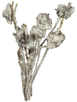 Produktbild von Coco Flower am Stiel - 10 Stück - frost-weiß, KI-generiertes Bild